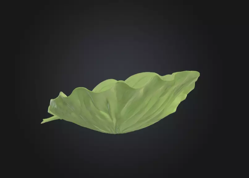 Leaf with Visible Veins 3D print model_8