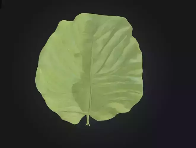 Leaf with Visible Veins
