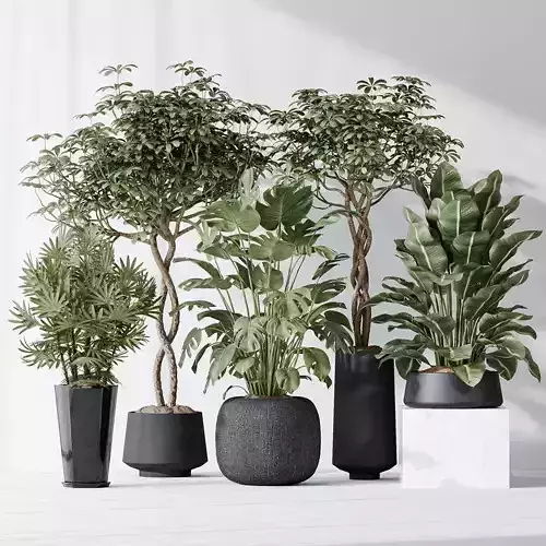 Indoor plant set 04 