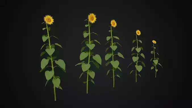 Sunflowers