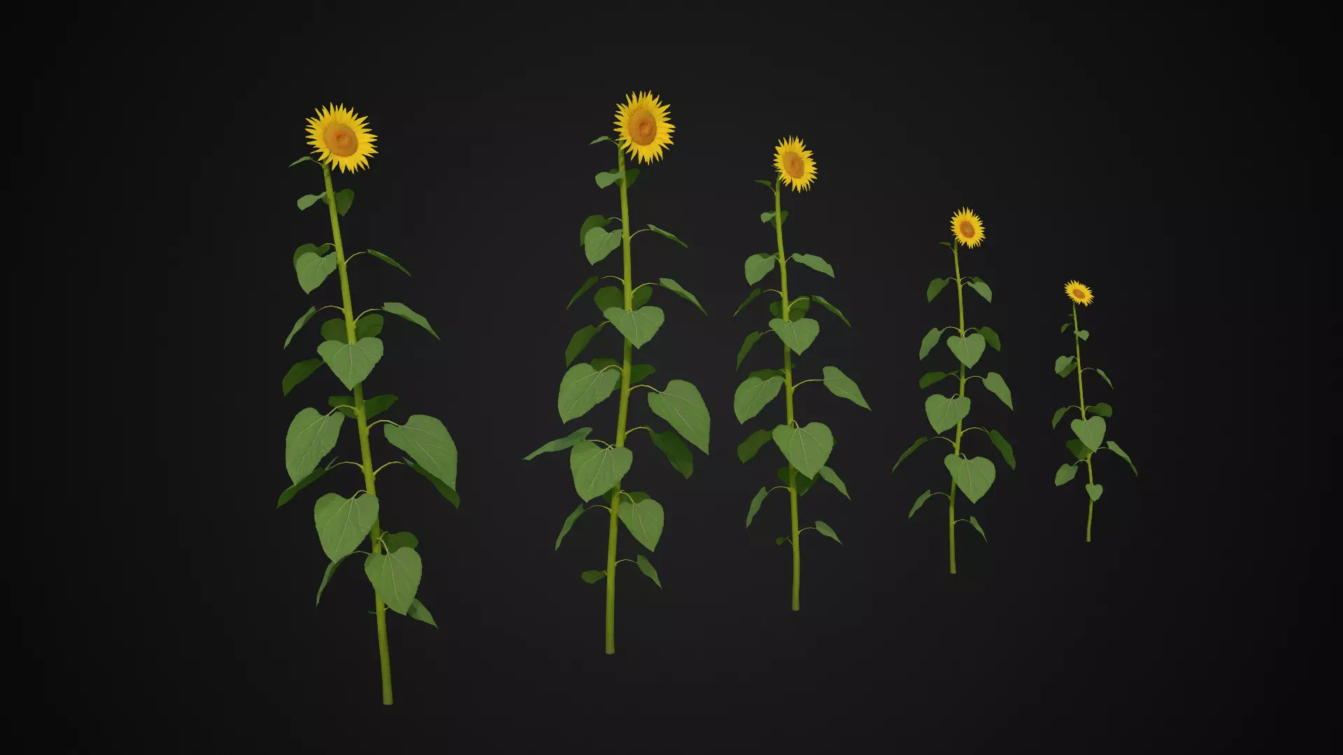 Sunflowers Low-poly 3D model