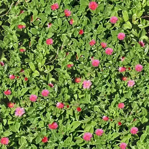 Seamless Garden Plant Texture with Pink Flowers
