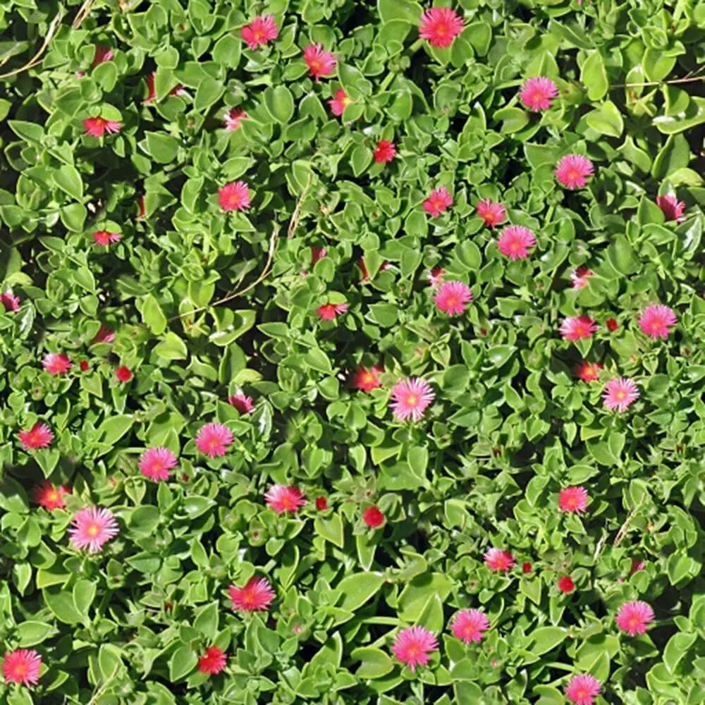 Seamless Garden Plant Texture with Pink Flowers Texture_0