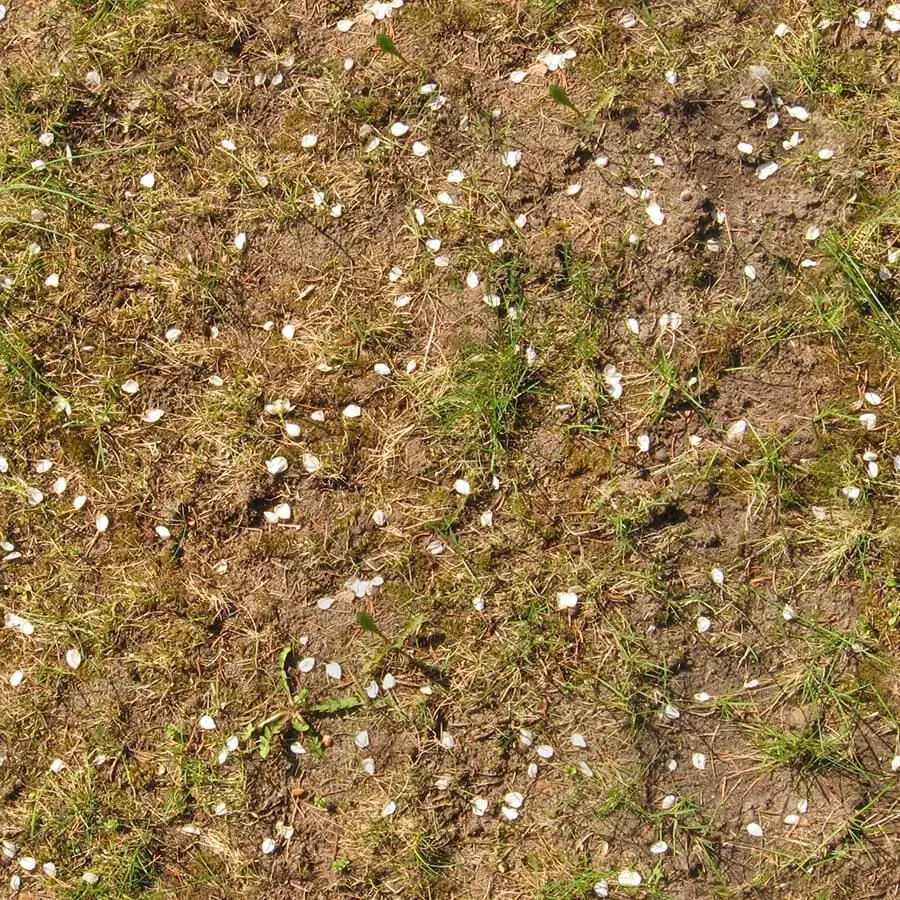 Realistic Soil with Grass and Petals Seamless PBR Texture Texture_0
