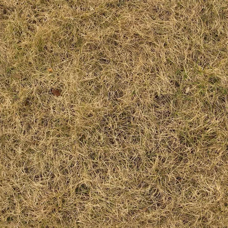 Photorealistic Dry Grass Field Seamless PBR Texture Texture