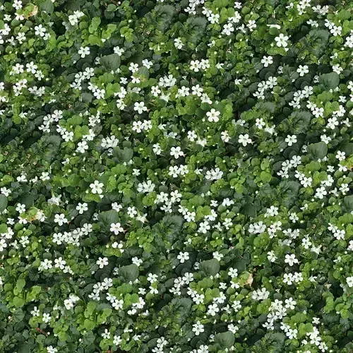 Realistic White Flower Ground Cover Seamless PBR Texture