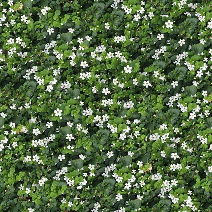 Realistic White Flower Ground Cover Seamless PBR Texture Texture_0