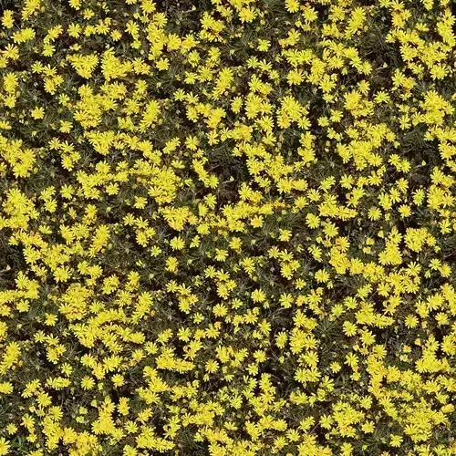 Realistic Yellow Flower Meadow Seamless PBR Texture