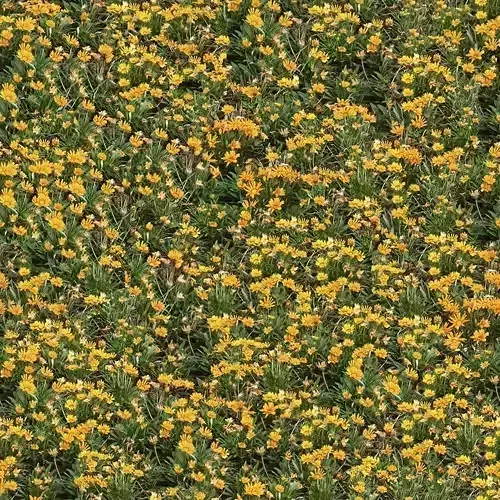 Photorealistic Golden Yellow Flower Field Seamless PBR Texture