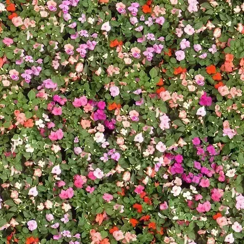 Photorealistic Colorful Flower Carpet Seamless PBR Texture 