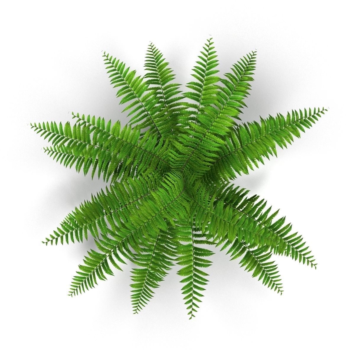 Fern bush 1 Low-poly 3D model_7