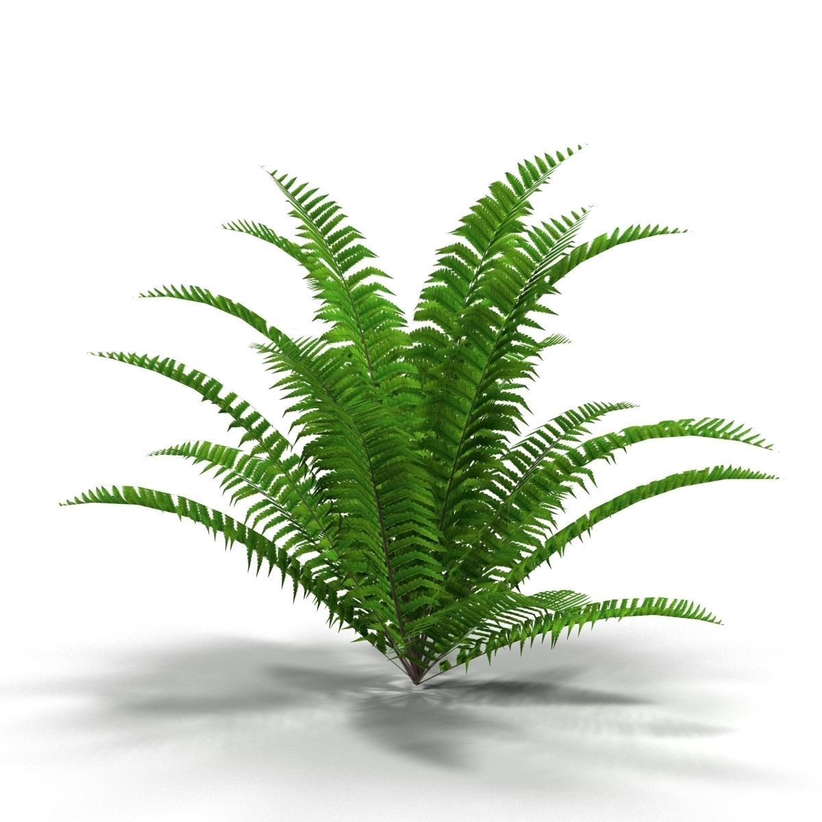 Fern bush 1 Low-poly 3D model_4