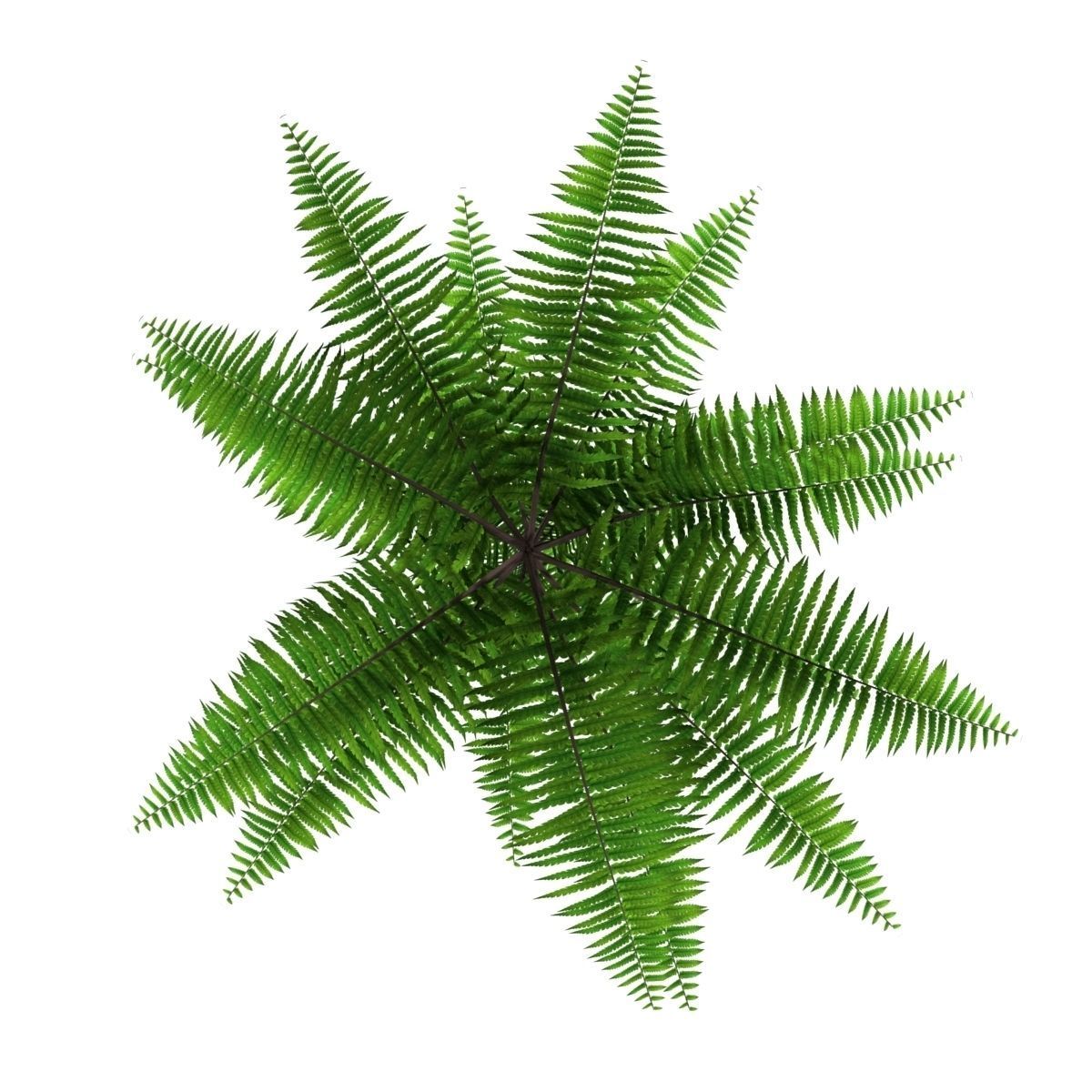 Fern bush 1 Low-poly 3D model_6