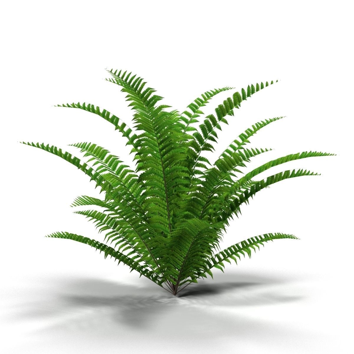 Fern bush 1 Low-poly 3D model_2