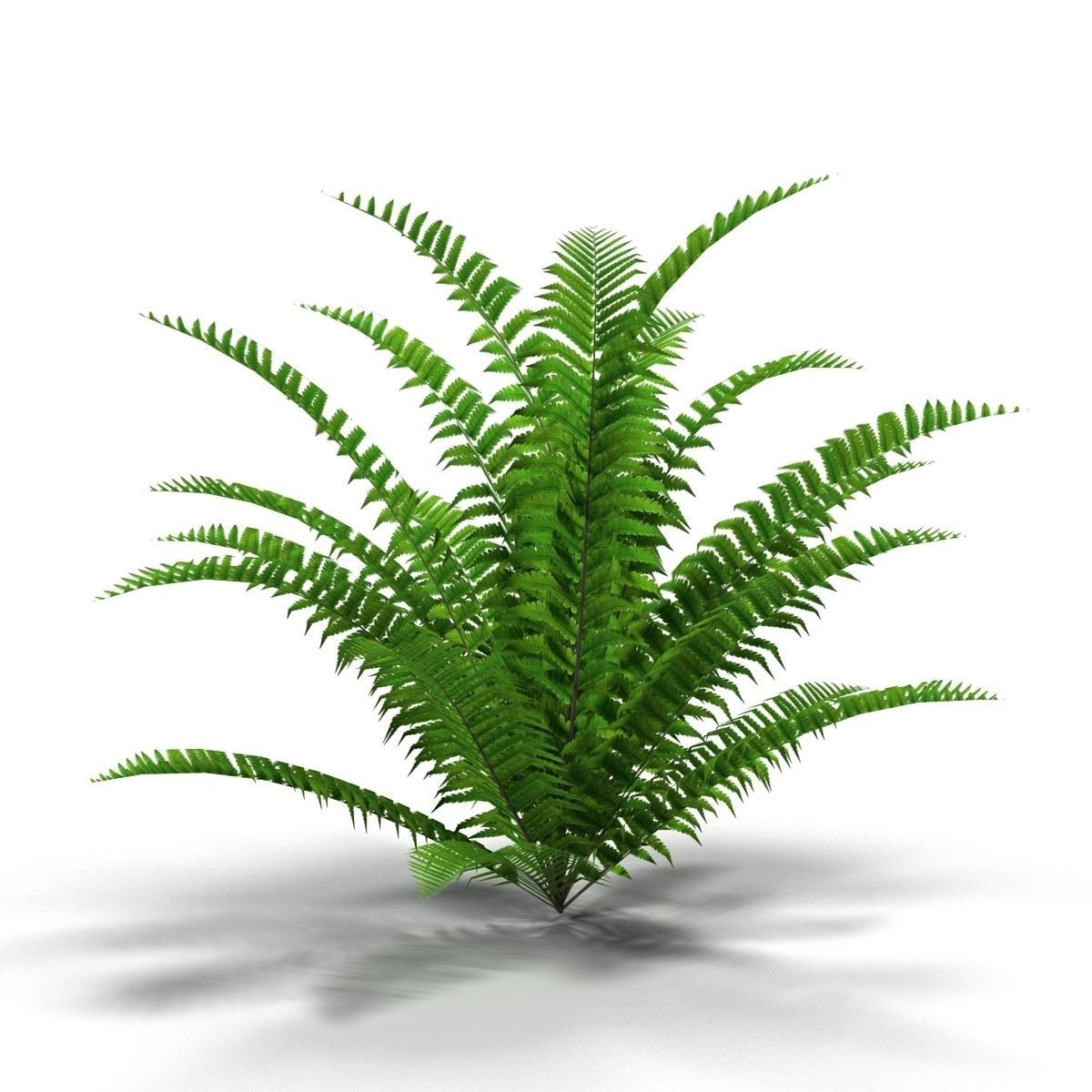 Fern bush 1 Low-poly 3D model_5