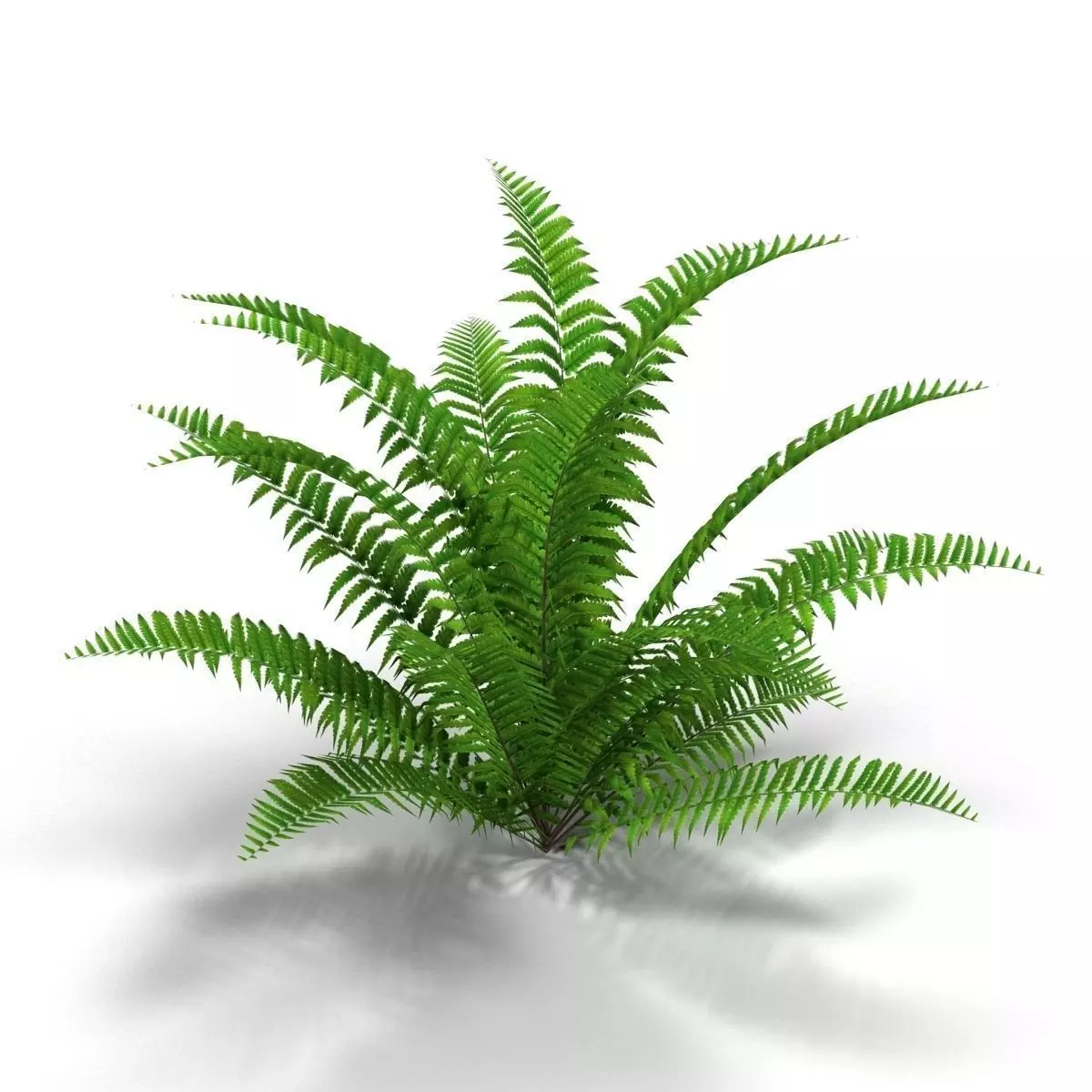 Fern bush 1 Low-poly 3D model_0