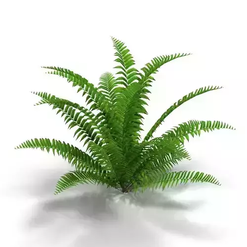 Fern bush 1 Low-poly 3D model