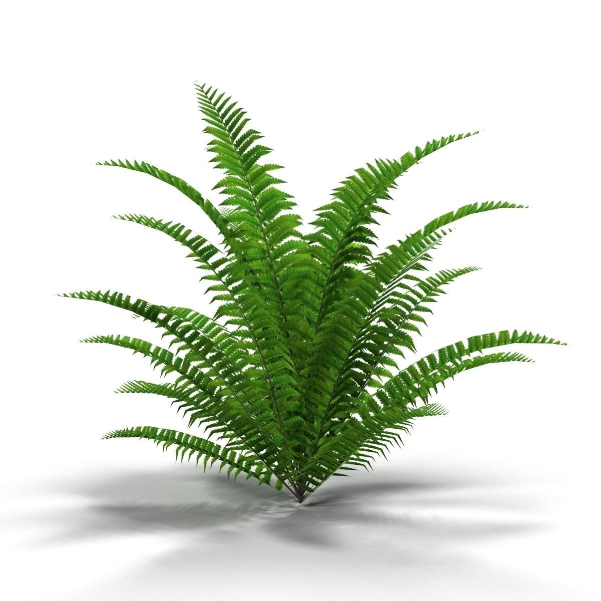 Fern bush 1 Low-poly 3D model_3
