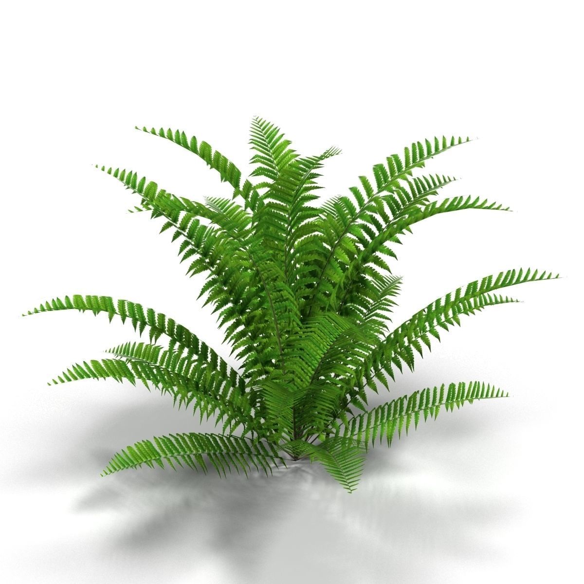 Fern bush 1 Low-poly 3D model_1