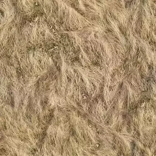 Seamless Dry Grass Field Texture 