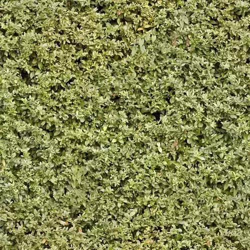 Seamless Green Hedge Leaves Texture 