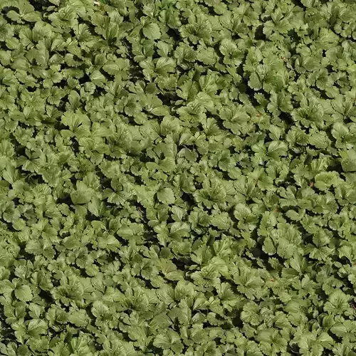 Seamless Green Leaf Ground Cover Texture