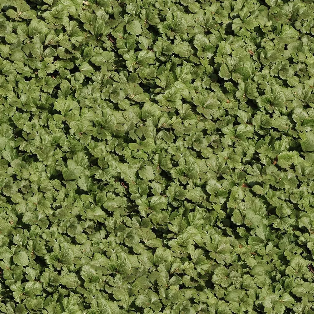 Seamless Green Leaf Ground Cover Texture Texture