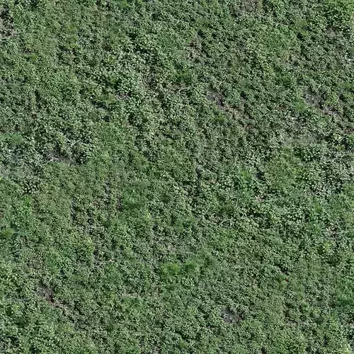 Seamless Green Grass Ground Texture