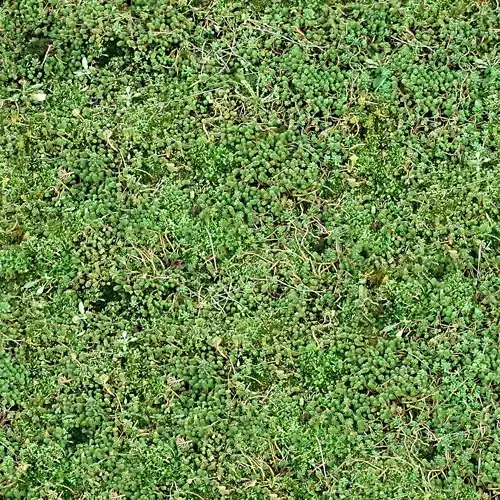 Seamless Green Moss Ground Texture