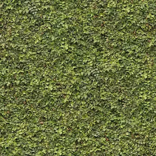 Seamless Green Bush Hedge Leaves Texture 
