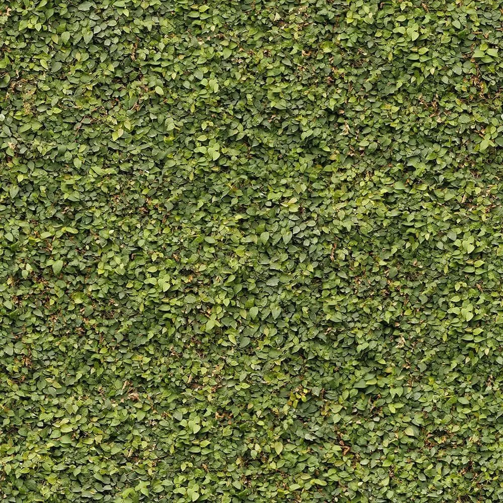 Seamless Green Bush Hedge Leaves Texture  Texture_0