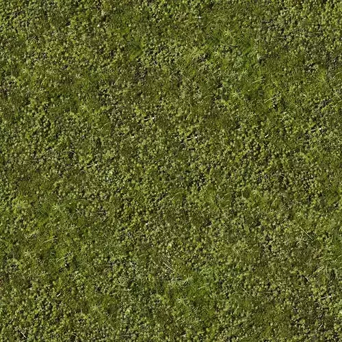 Seamless Moss Texture 