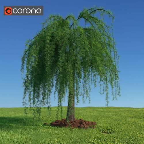 European larch 3D model