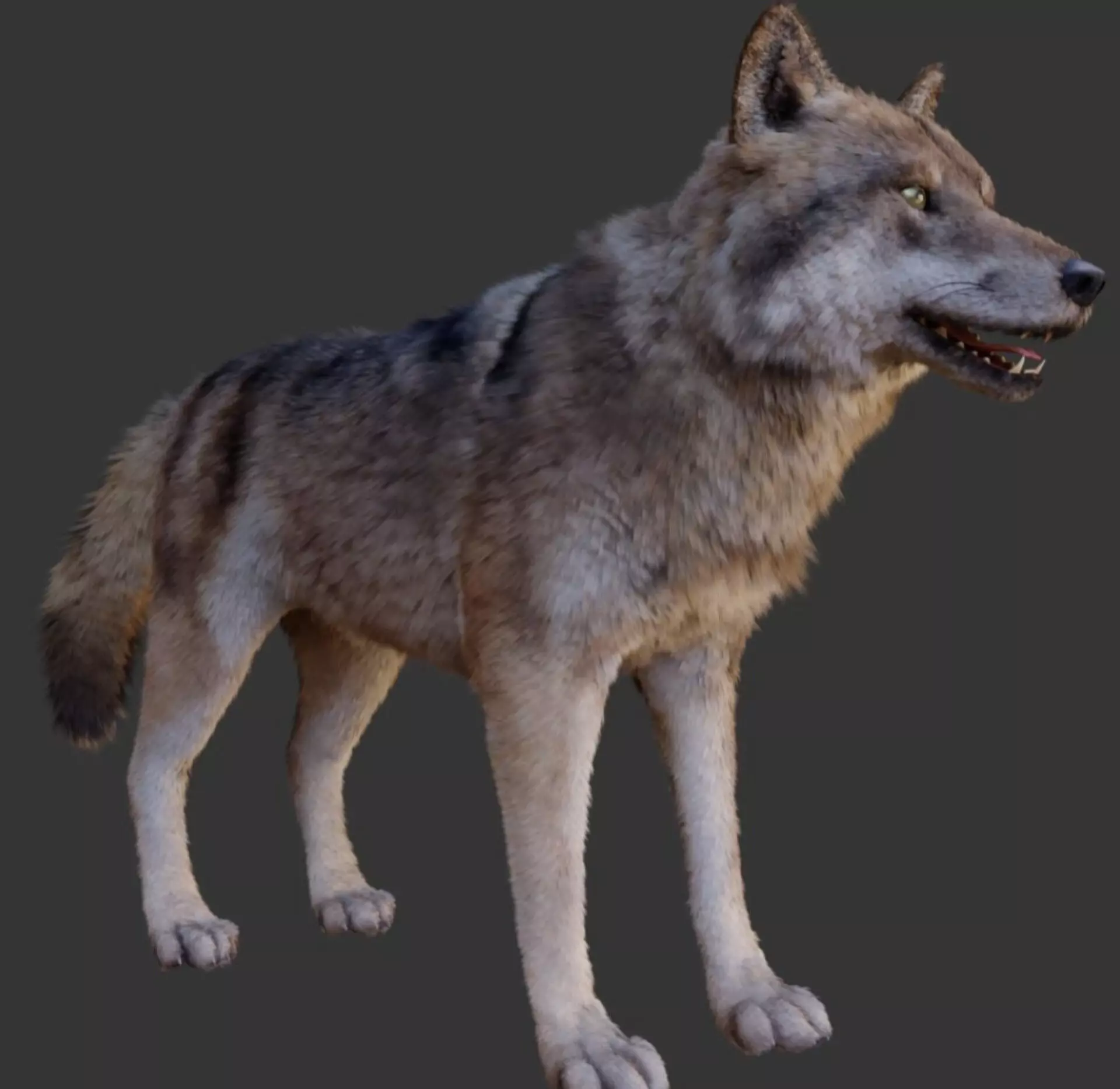Wolf pack 3D model