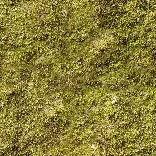 Photorealistic Moss Ground Texture 