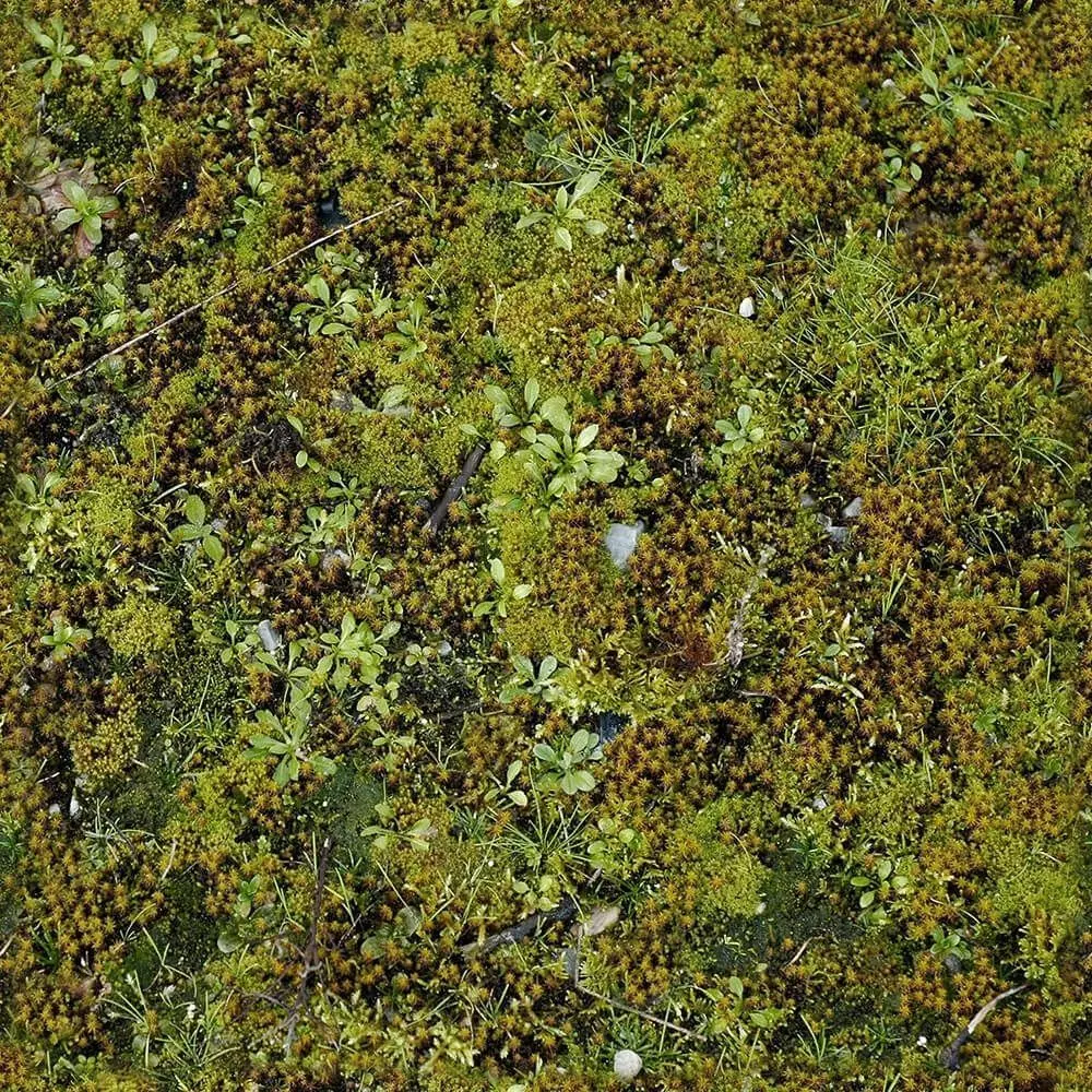 Seamless Moss Grass Ground Cover Texture Texture_0