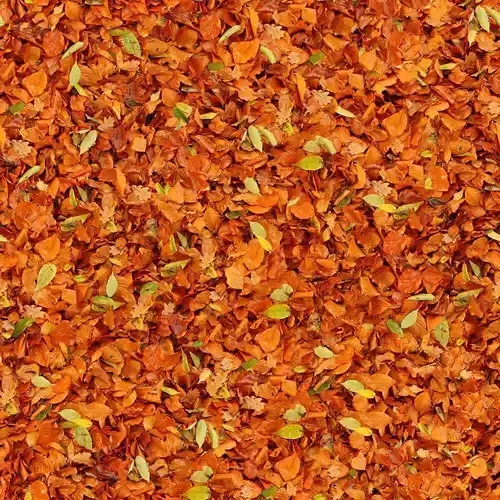 Seamless Orange Autumn Leaves Texture