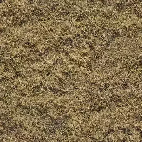 Dry Grass Field Texture 