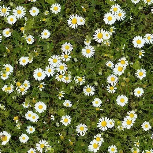 Daisy Flower Field Texture 