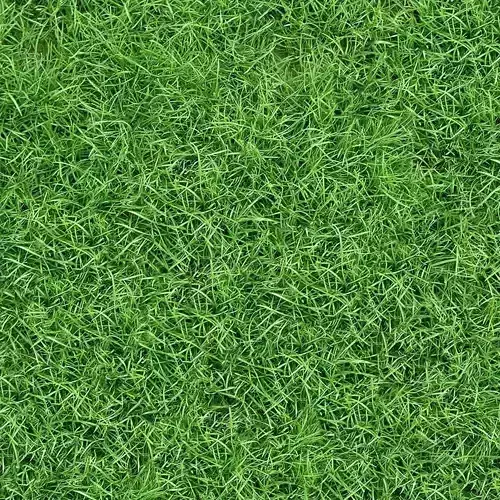 Lush Green Grass Texture 
