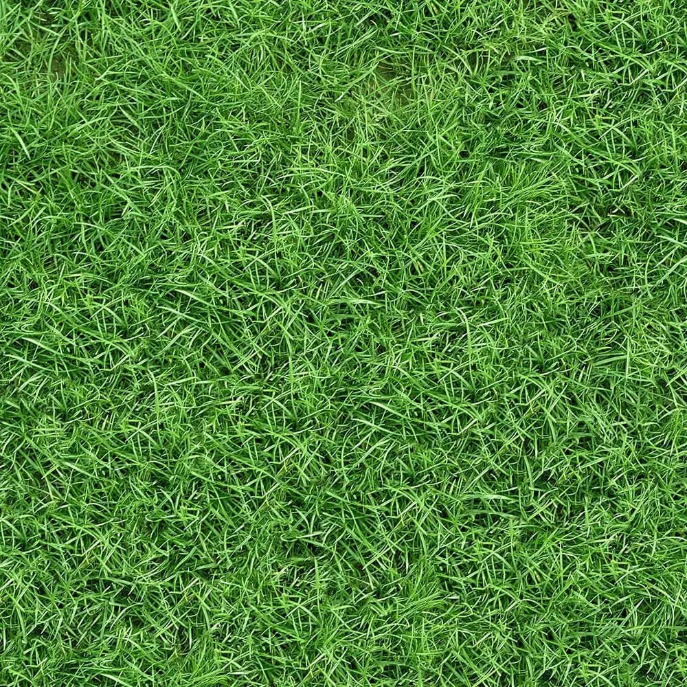 Lush Green Grass Texture  Texture_0