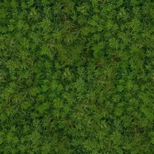 Dense Pine Needle Foliage Texture