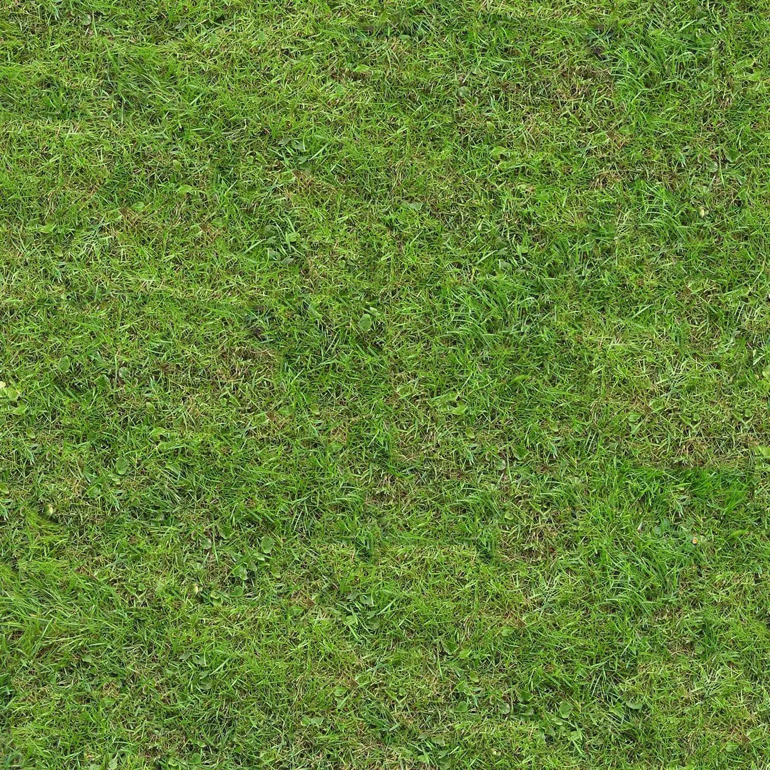 Green Grass Field Texture Texture