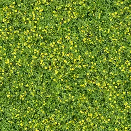Seamless Grass with Yellow Flowers Texture 