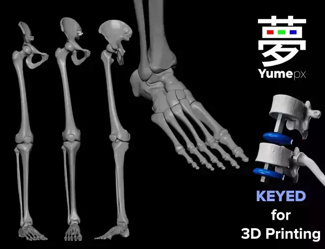 Human Rt Leg and Foot Bones