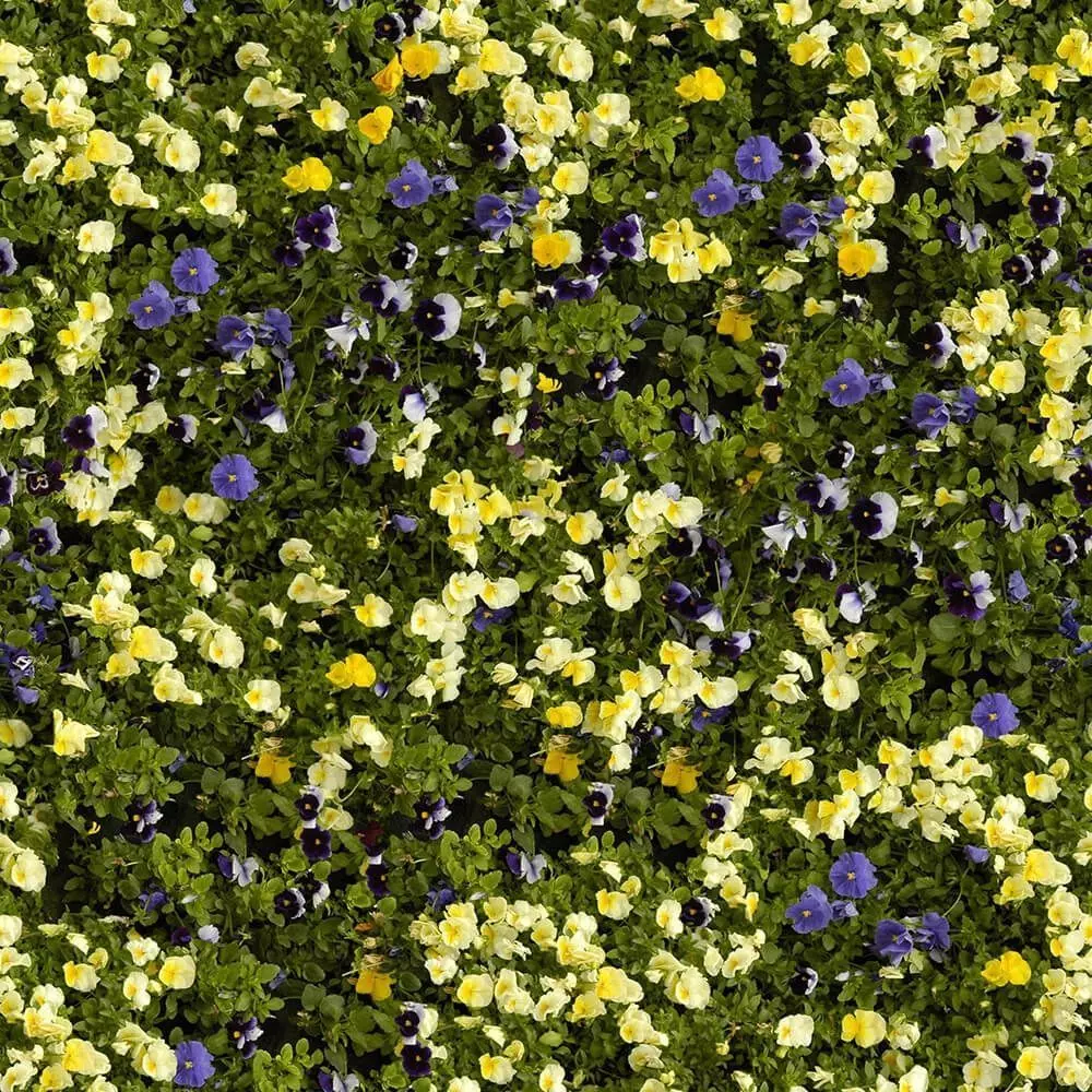 Colorful Spring Flower Meadow Texture_0