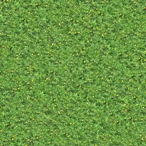 Green Wildflower Meadow