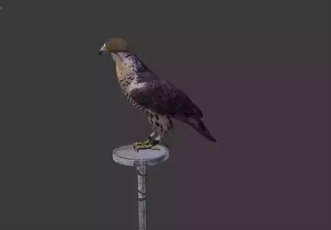 The Peregrine falcon  3D model