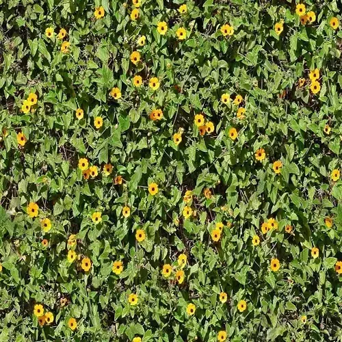 Yellow Flower and Green Leaf Ground Texture 