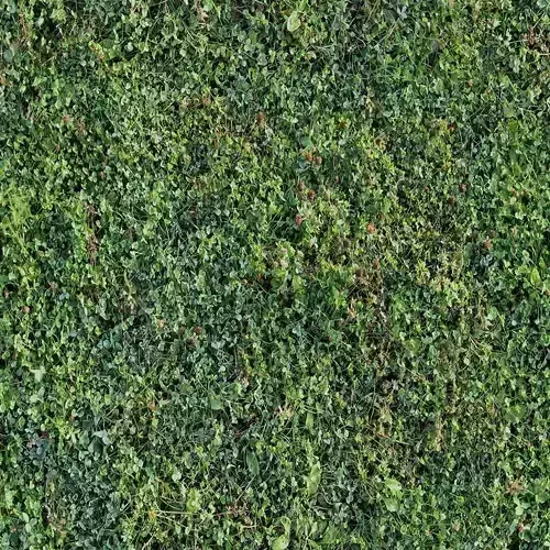 Seamless Mossy Ground Texture 